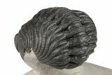 Curled Morocops Trilobite Fossil - Very Nice Prep #204241-4